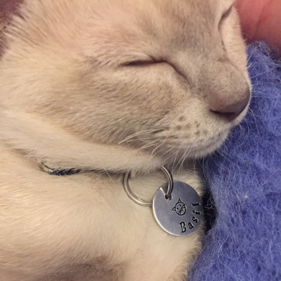 critter bling cat tag