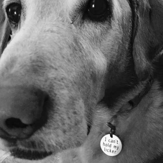 critter bling can't hold my licker tag