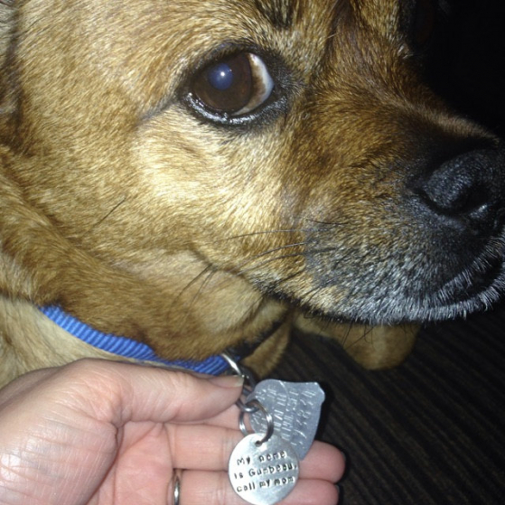 critter bling pet tag
