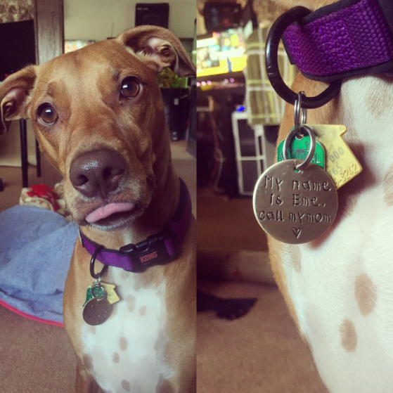 critter bling pet tag
