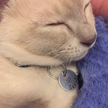 critter bling cat tag