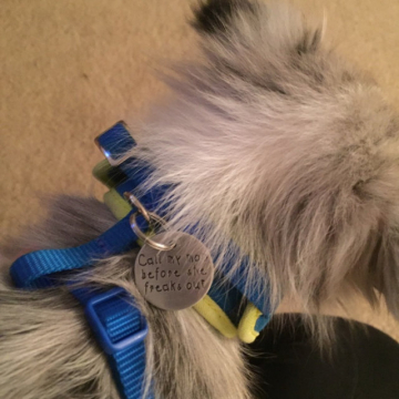 critter bling pet ID tag